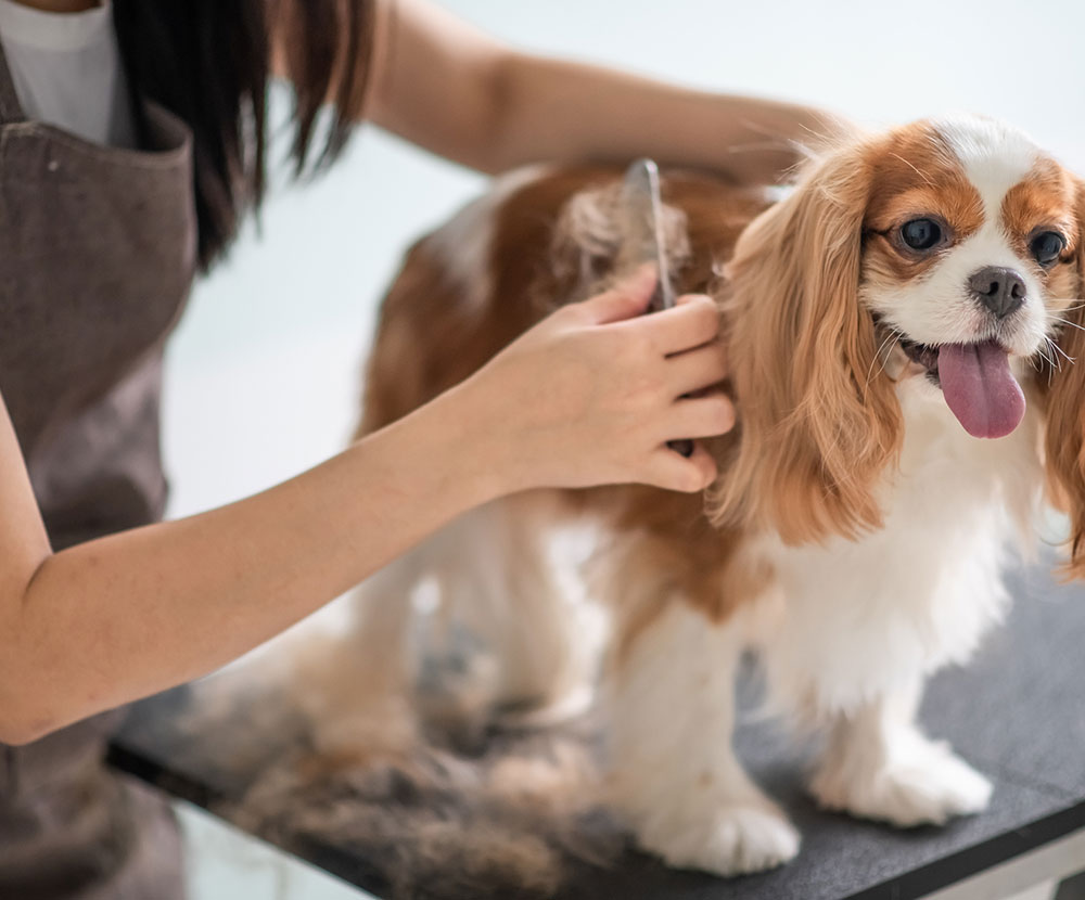 Grooming