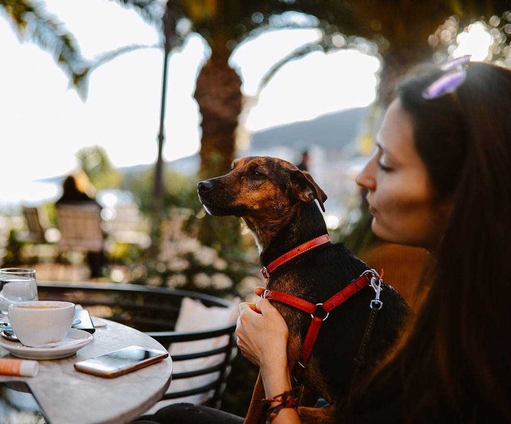 Pet Friendly Cafe